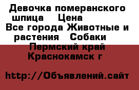 Девочка померанского шпица. › Цена ­ 40 000 - Все города Животные и растения » Собаки   . Пермский край,Краснокамск г.